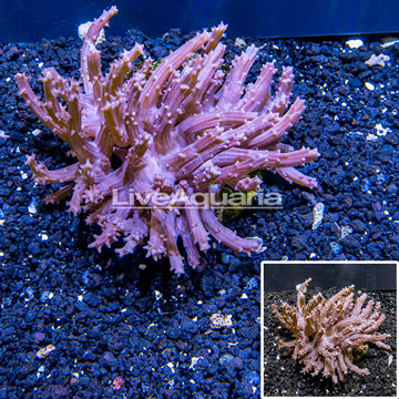 Tree Coral Indonesia