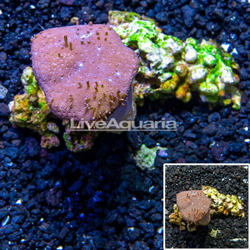 Toadstool Leather Coral Vietnam