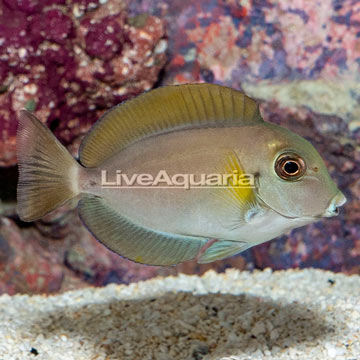 Epaulette Surgeonfish