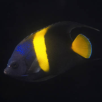 Asfur Angelfish, 4