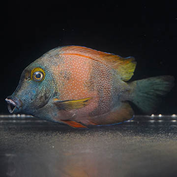 Abberrant Yellow Eye Kole Tang, 5