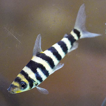 Banded Leporinus, 2.75