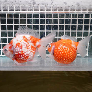 Crown Pearlscale Goldfish Pair, 4.5
