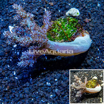 Pineapple Tree Coral Indonesia