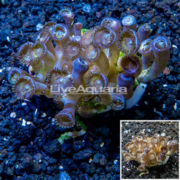 Zoanthus Coral Indonesia