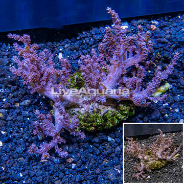 Pineapple Tree Coral Indonesia