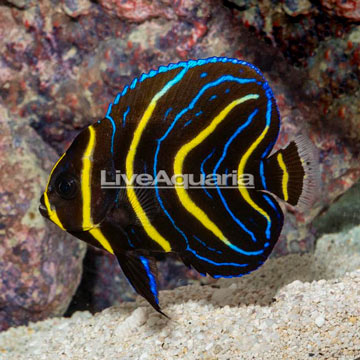 Cortez Angelfish