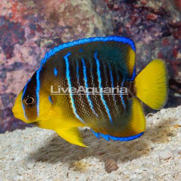 Blue Angelfish, Juvenile