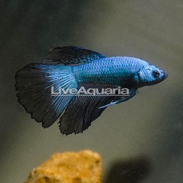 Dragon Scale Betta.