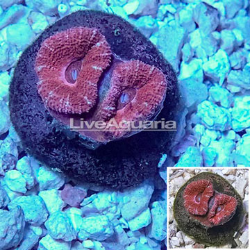 LiveAquaria® Cultured Acan Lord Coral