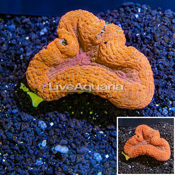 Lobed Brain Coral Fiji