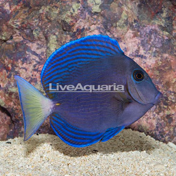 Carribean Blue Tang, Adult