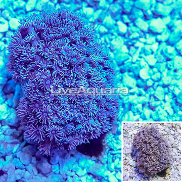 Goniopora Coral Indonesia