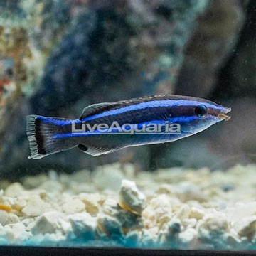 Four Line Cleaner Wrasse [Expert Only]