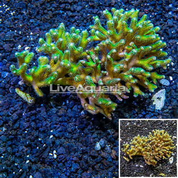 Birdsnest Coral Tonga