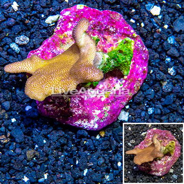 Toadstool Leather Coral Indonesia