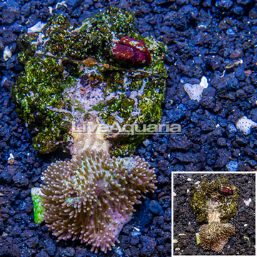 Toadstool Leather Coral Indonesia