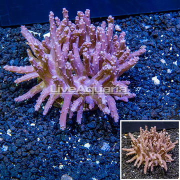 Tree Coral Indonesia