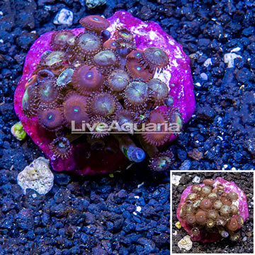 Zoanthus Coral Indonesia