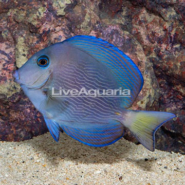 Carribean Blue Tang