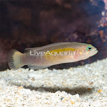 Yellow Breasted Dottyback