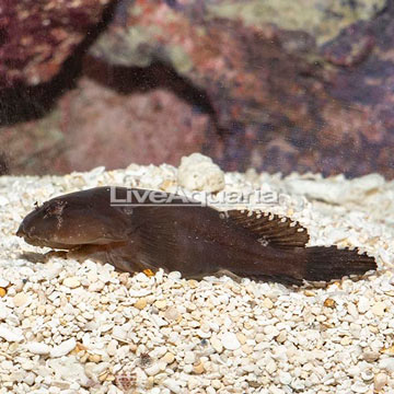 Black Clingfish 