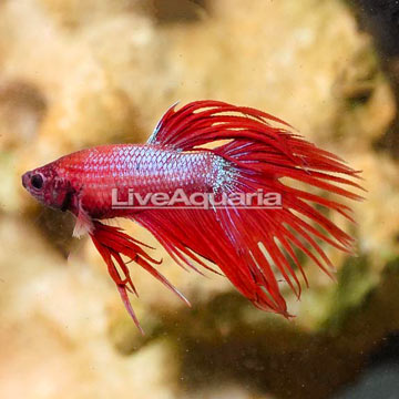 Crowntail Betta, Male