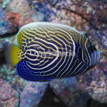 Emperor Angelfish 