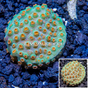 LiveAquaria® Cultured Cyphastrea Frag