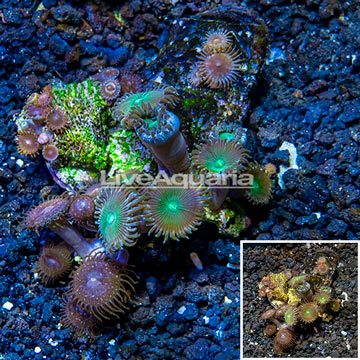 Zoanthus Coral Vietnam