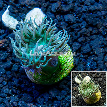 LiveAquaria® Cultured Ultra Duncan Coral