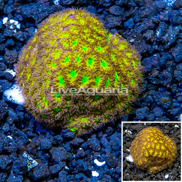 LiveAquaria® Cultured Leptastrea Coral