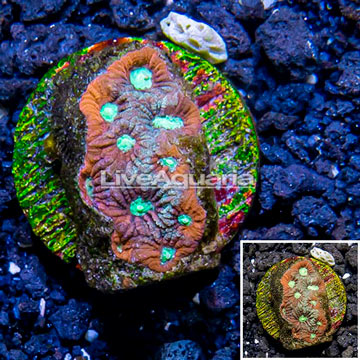 LiveAquaria® Cultured War Coral