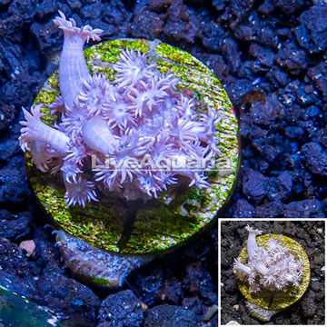 LiveAquaria® Cultured Goniopora Coral