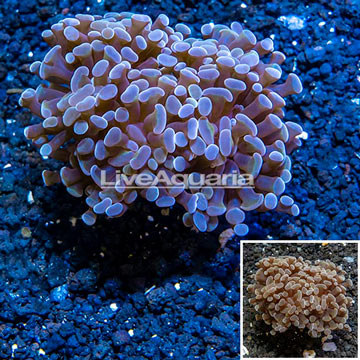 LiveAquaria® Cultured Hammer Coral