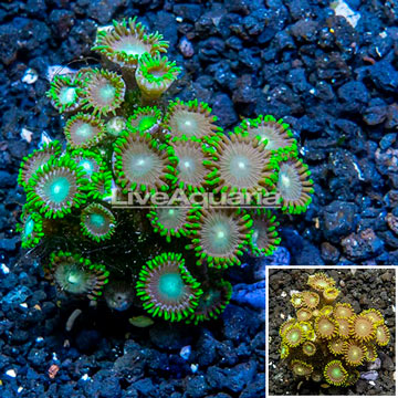 LiveAquaria® Cultured Zoanthus Coral