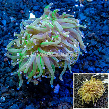 LiveAquaria® Cultured Torch Coral