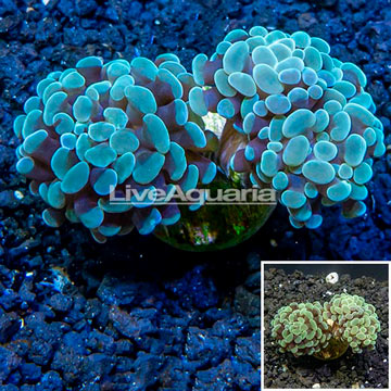 LiveAquaria® Cultured Hammer Coral