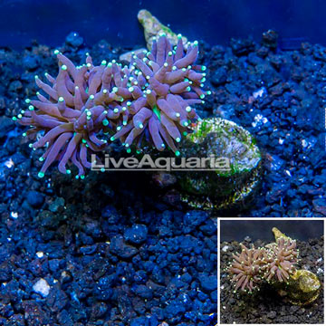 LiveAquaria® Cultured Torch Coral