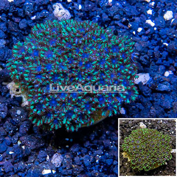 LiveAquaria® Cultured Sympodium Polyps