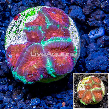 LiveAquaria® Cultured Favia Coral