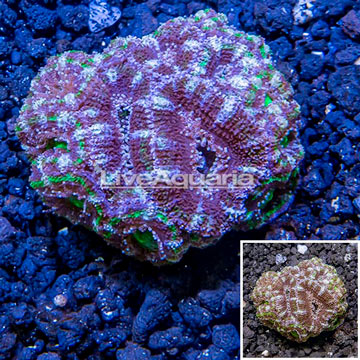 LiveAquaria® Cultured Acan Lord Coral