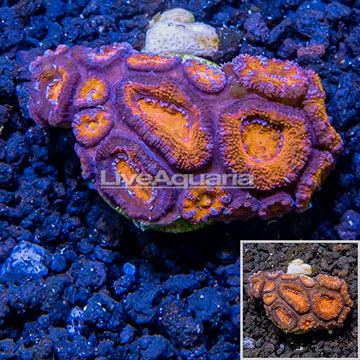 LiveAquaria® Cultured Acan Lord Coral