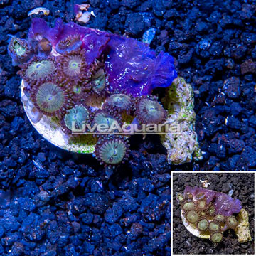 LiveAquaria® Cultured Zoanthus Coral