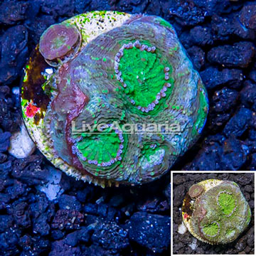 LiveAquaria® Cultured Echinata Coral