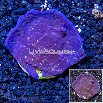 LiveAquaria® Cultured Photosynthetic Plating Blue Sponge