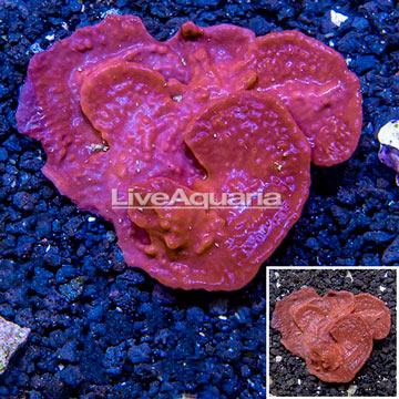 LiveAquaria® Cultured Photosynthetic Plating Red Sponge