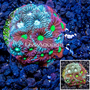 LiveAquaria® Cultured War Coral