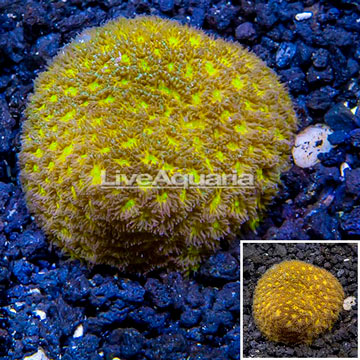 LiveAquaria® Cultured Leptastrea Coral