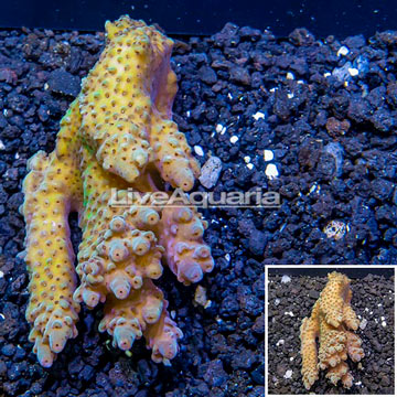 Acropora Coral Australia